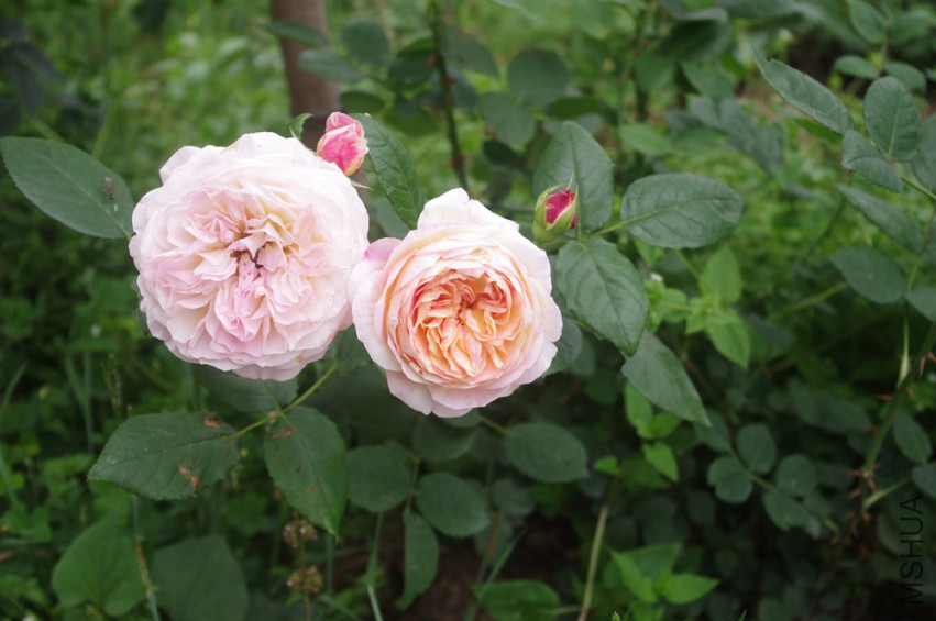 IMGP2495-.jpg