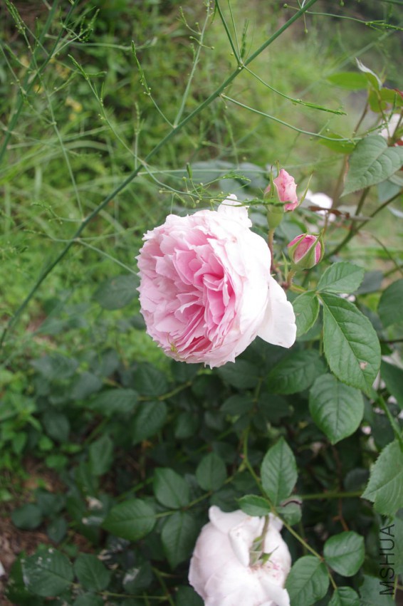 IMGP2509-.jpg