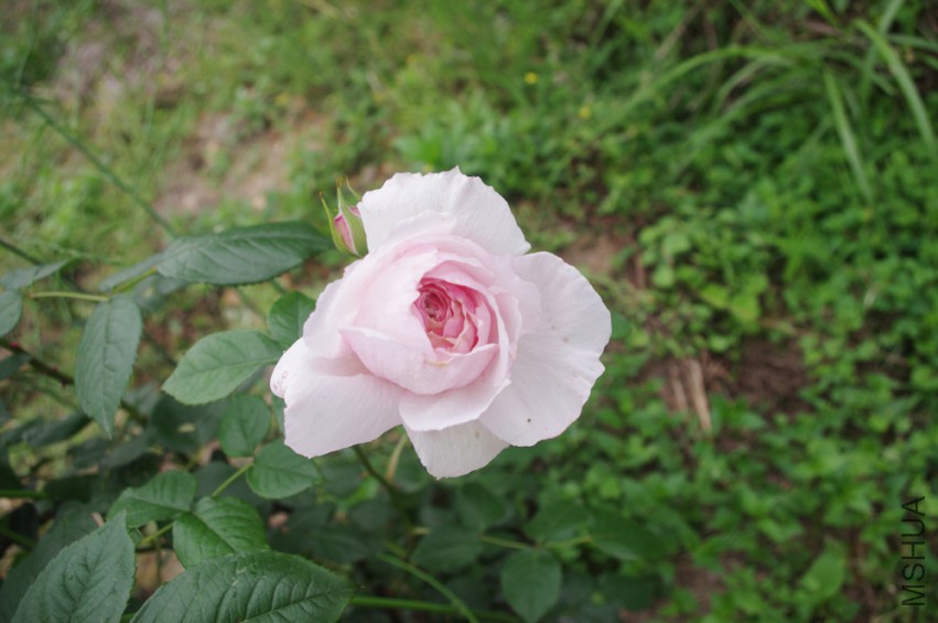 IMGP2510-.jpg