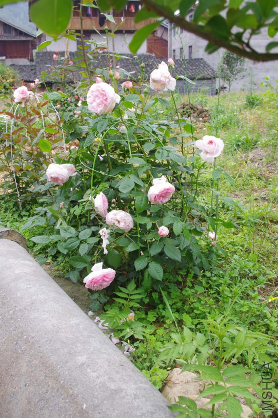 IMGP2486-.jpg