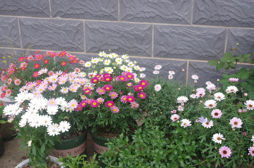 IMGP2518-.jpg