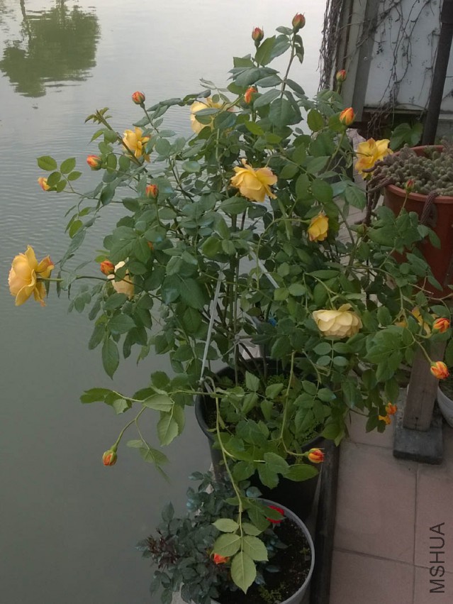 WP_20150427_012.jpg
