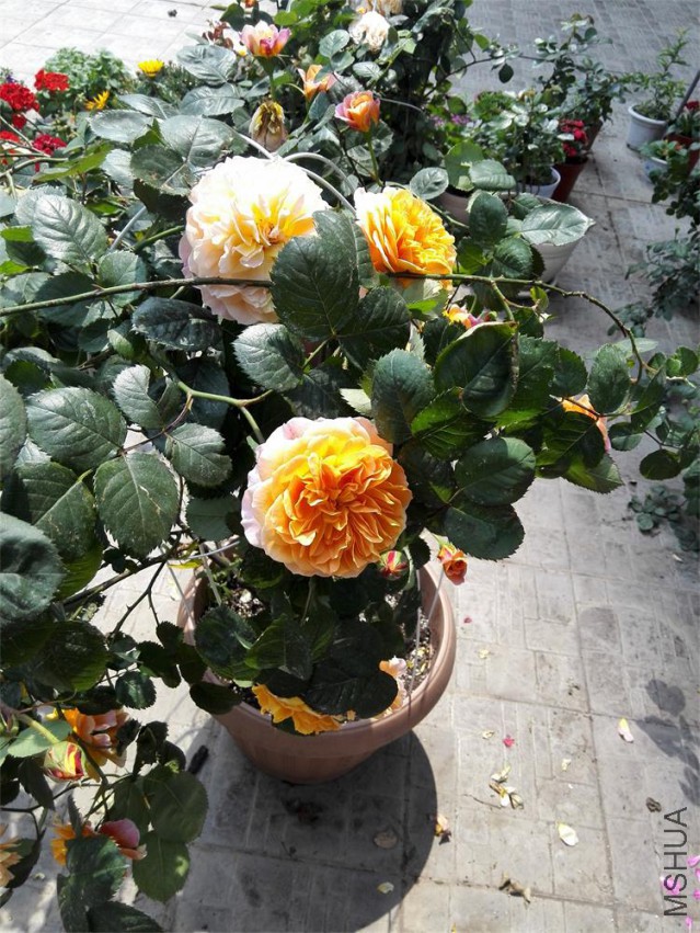 IMG_20150427_104717.jpg