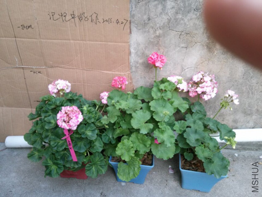 ������ ����  ����ܰ��  t603.jpg