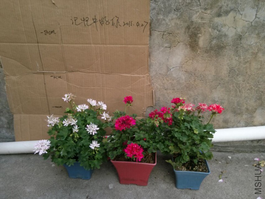 ������ ѩ��  ����  �츳.jpg