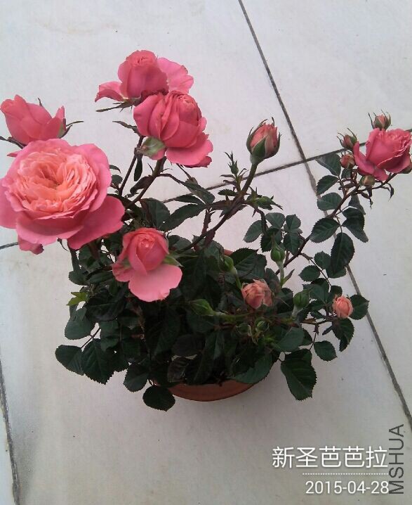 QQͼƬ20150428084636.jpg
