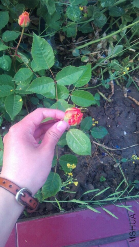 QQͼƬ20150428084103.jpg