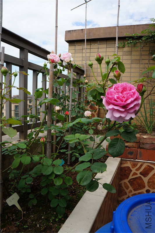 DSC05766_����.jpg