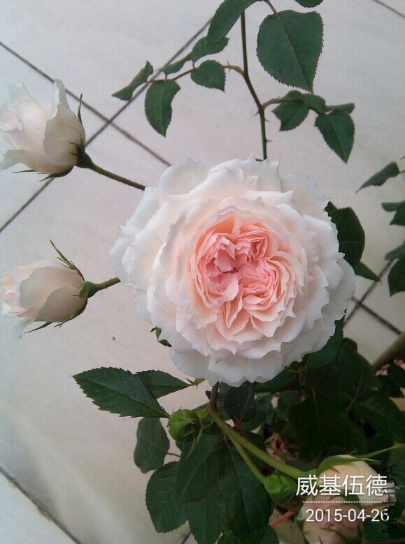 QQͼƬ20150428090911.jpg