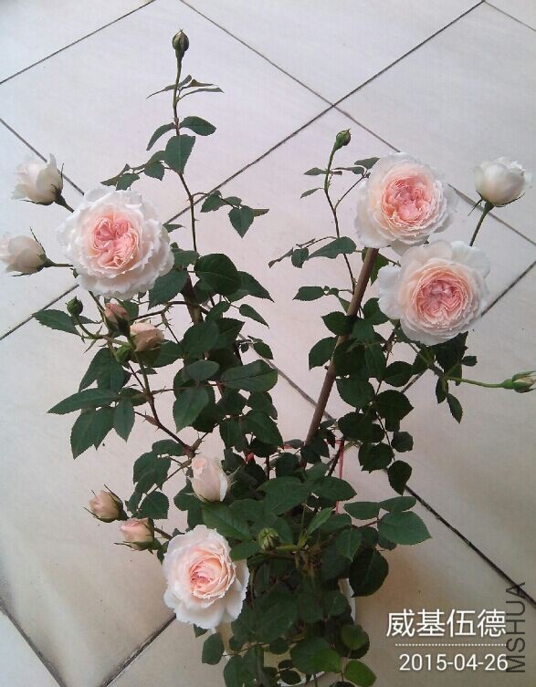 QQͼƬ20150428090935.jpg