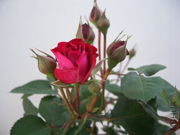 100_5513.JPG