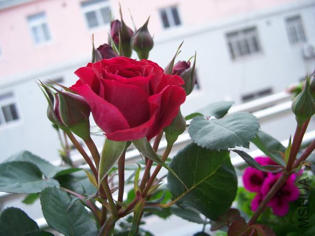 100_5517.JPG
