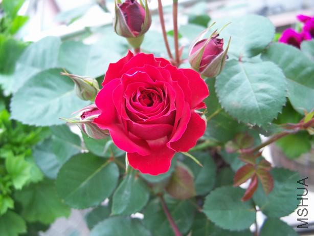 100_5516.JPG