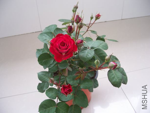 100_5520.JPG