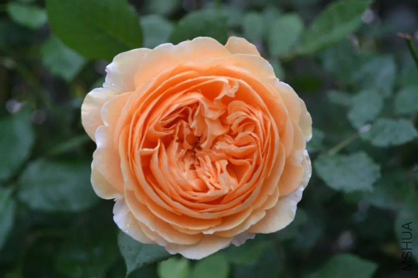 psb (2).jpg