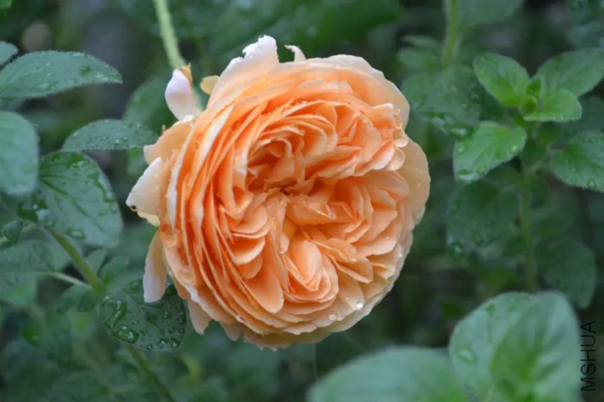 psb (3).jpg