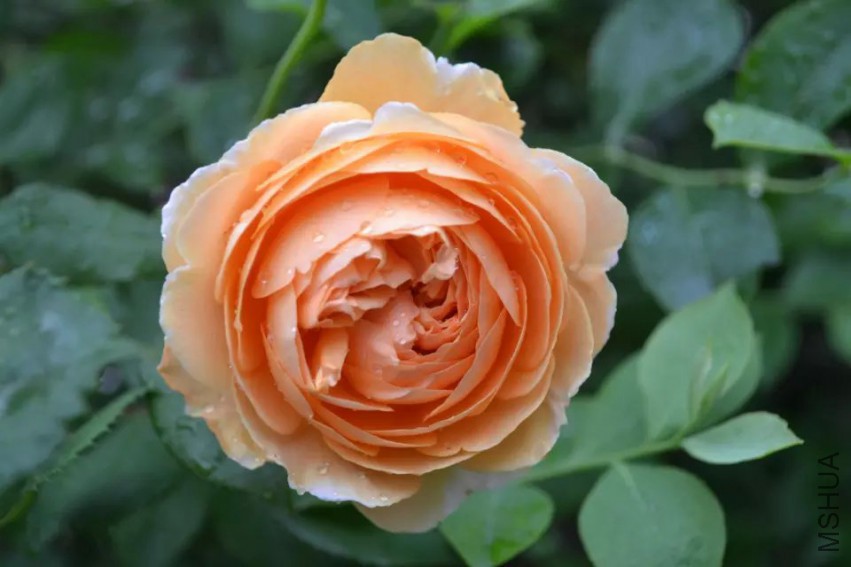 psb (1).jpg