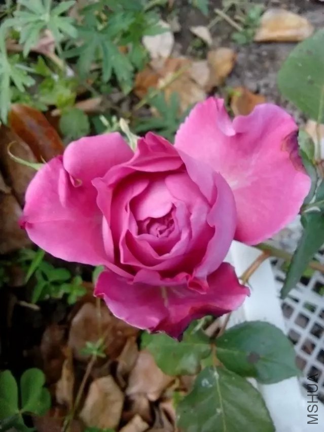 psb (1).jpg