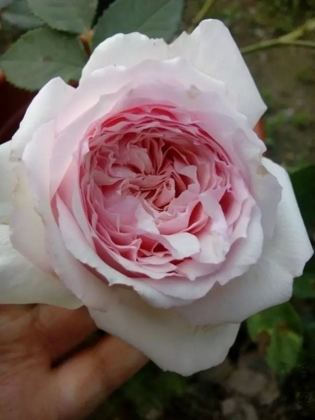 psb (2).jpg