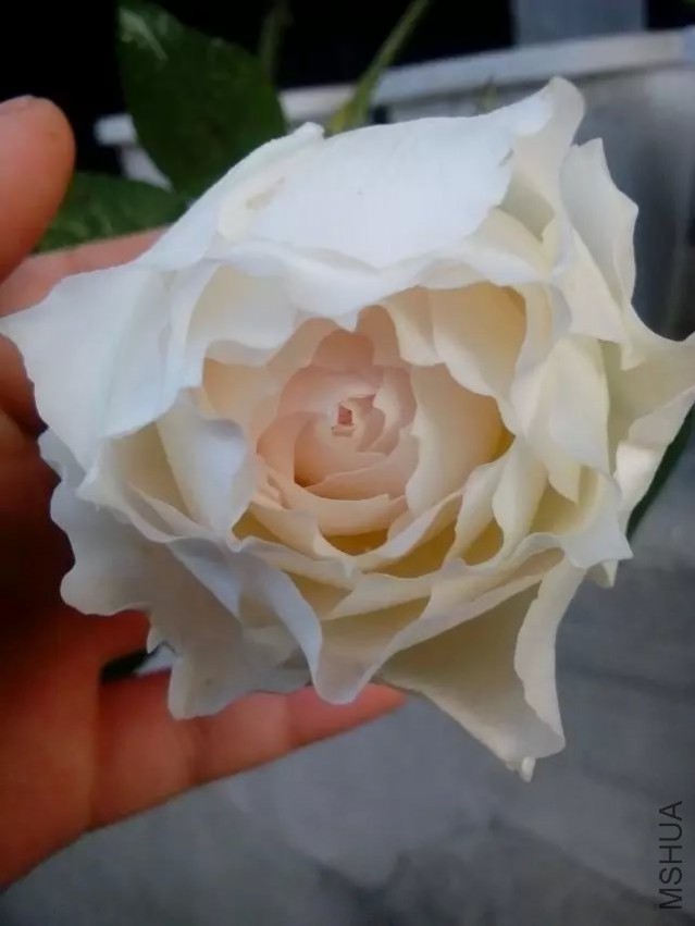 psb (7).jpg