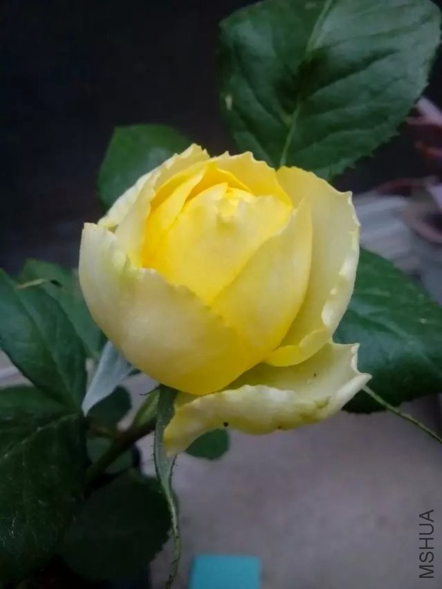 psb (9).jpg
