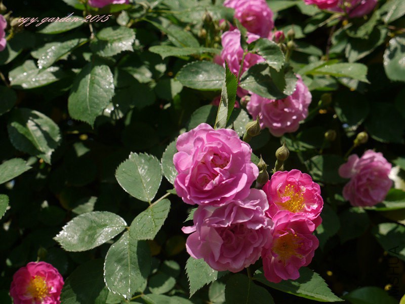 P1110453.JPG