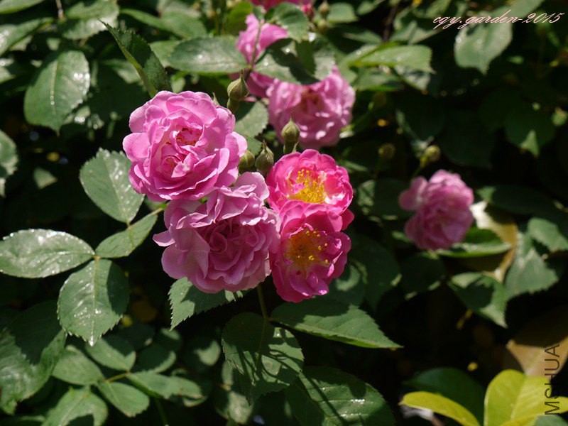 P1110454.JPG