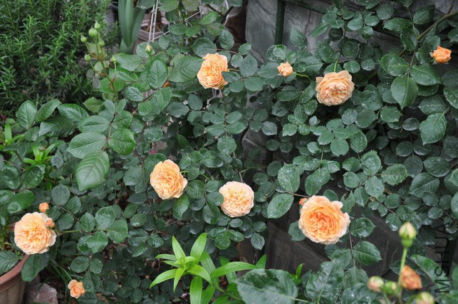 DSC_7973.JPG