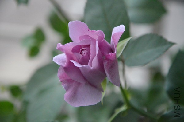 DSC_0913.JPG