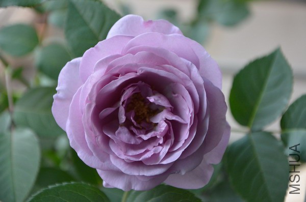 DSC_0931.JPG