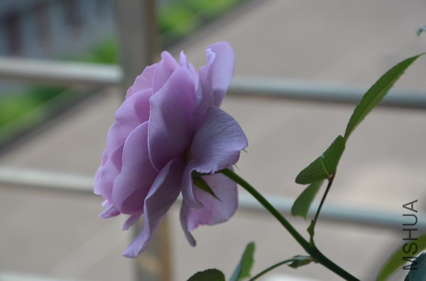 DSC_0930.JPG