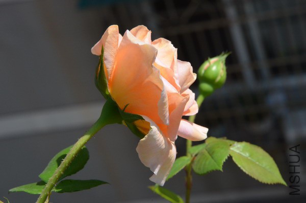 DSC_0899.JPG
