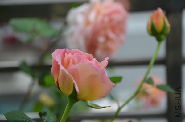 DSC_0920.JPG