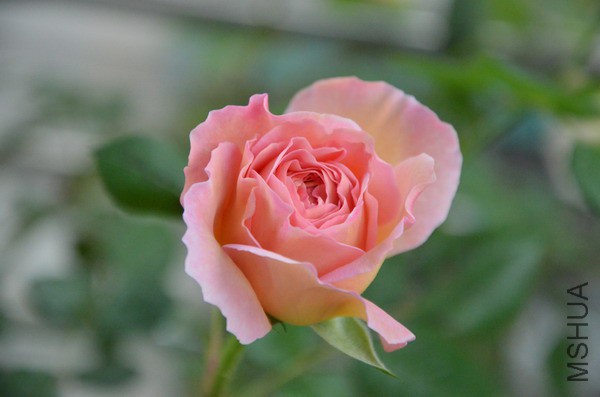 DSC_0926.JPG