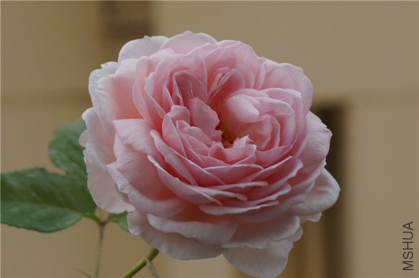 DSC02313.jpg