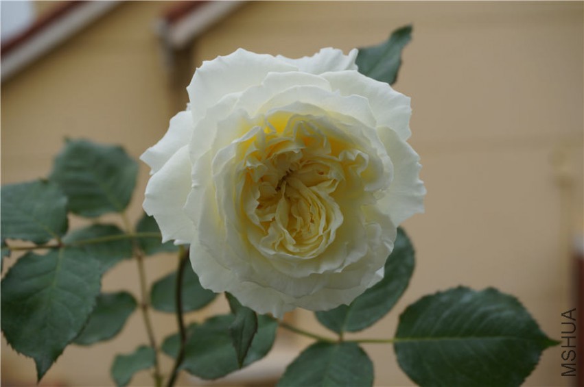 DSC02325.jpg