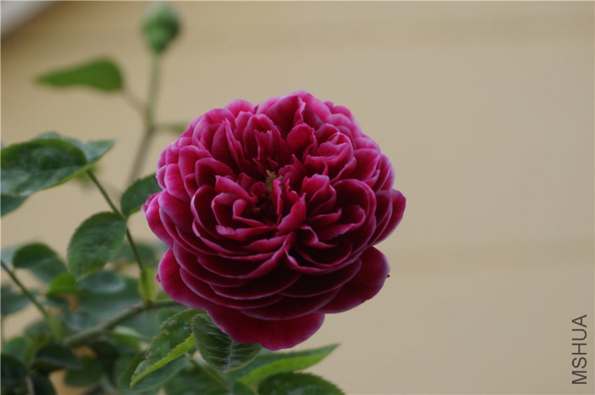 DSC02304.jpg