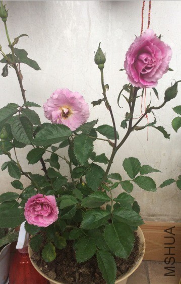 QQͼƬ20150428133740.jpg