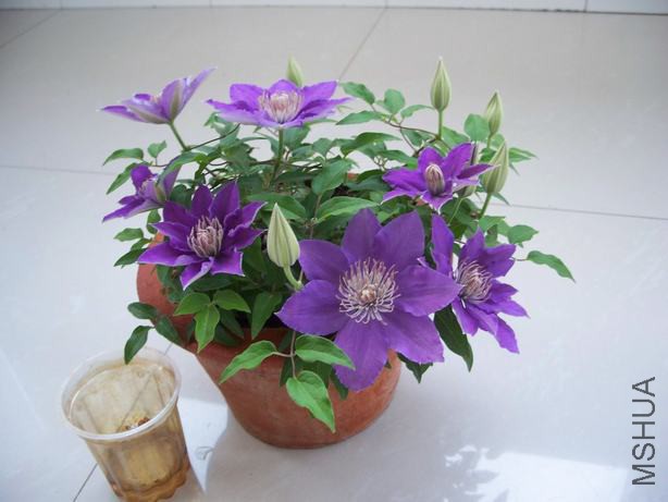 100_5576.JPG