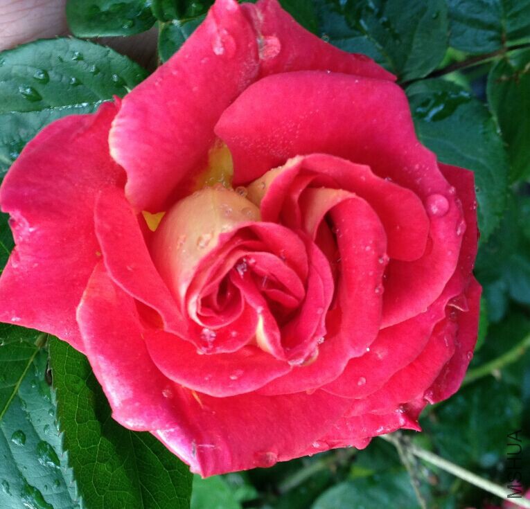 QQͼƬ20150428154418.jpg