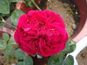 DSC04590.JPG