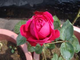 DSC04591.JPG
