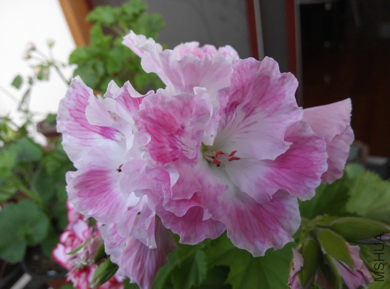 IMG_20150428_060053.jpg