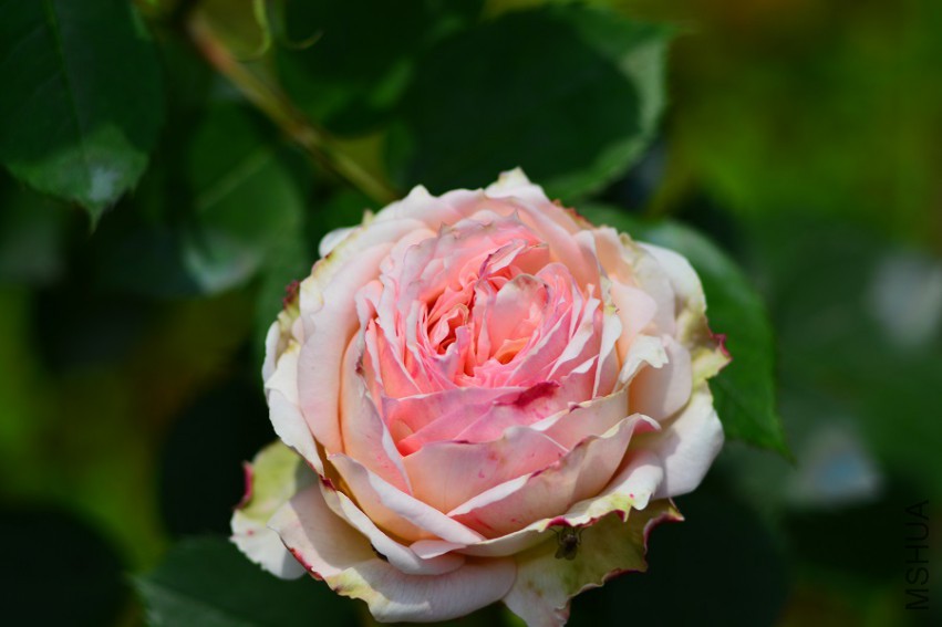 DSC_1963.jpg