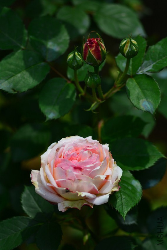 DSC_1965.jpg