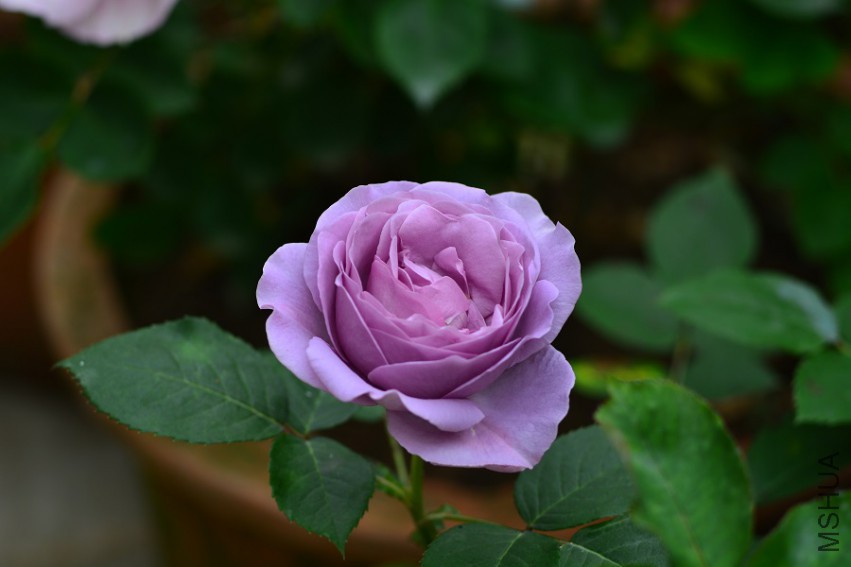 DSC_1974.jpg