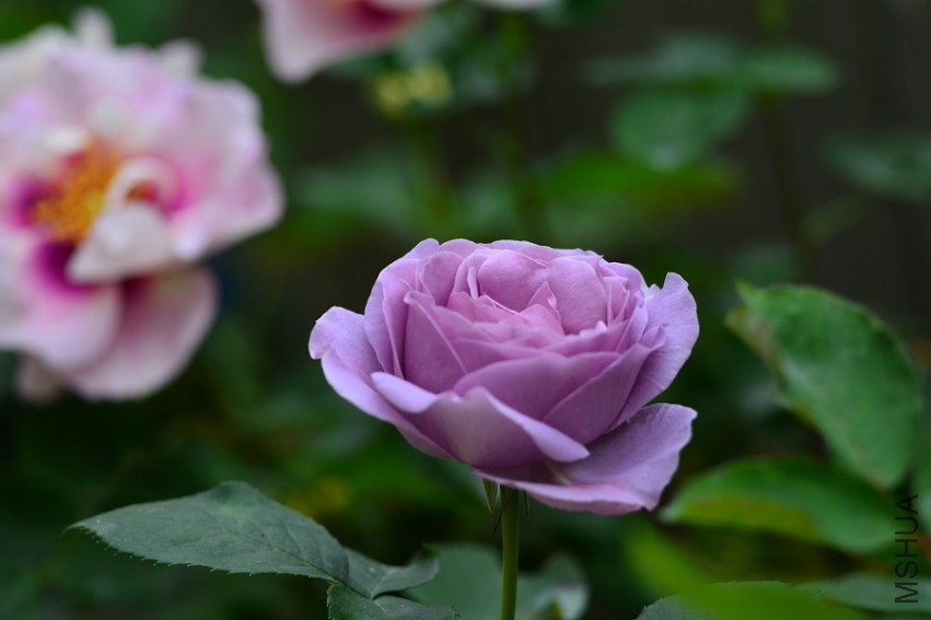 DSC_1975.jpg