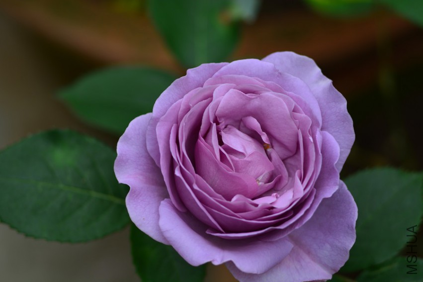 DSC_1976.jpg
