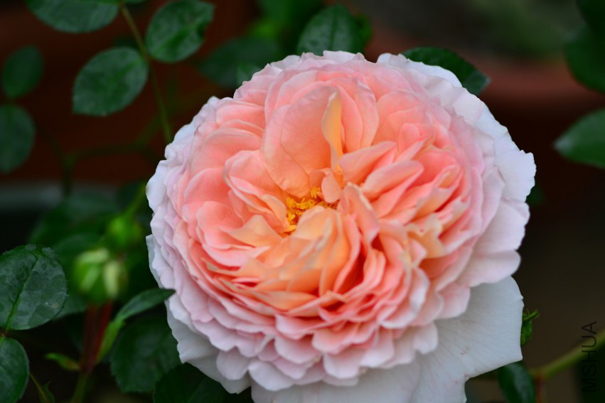 DSC_1985.jpg