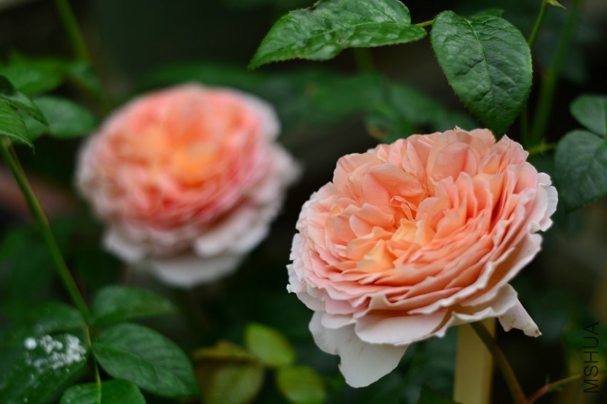 DSC_1991.jpg